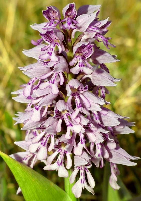 Orchis militaris, Orchis purpurea, Orchis x hybrida  Preappennino aquilano -  2022.